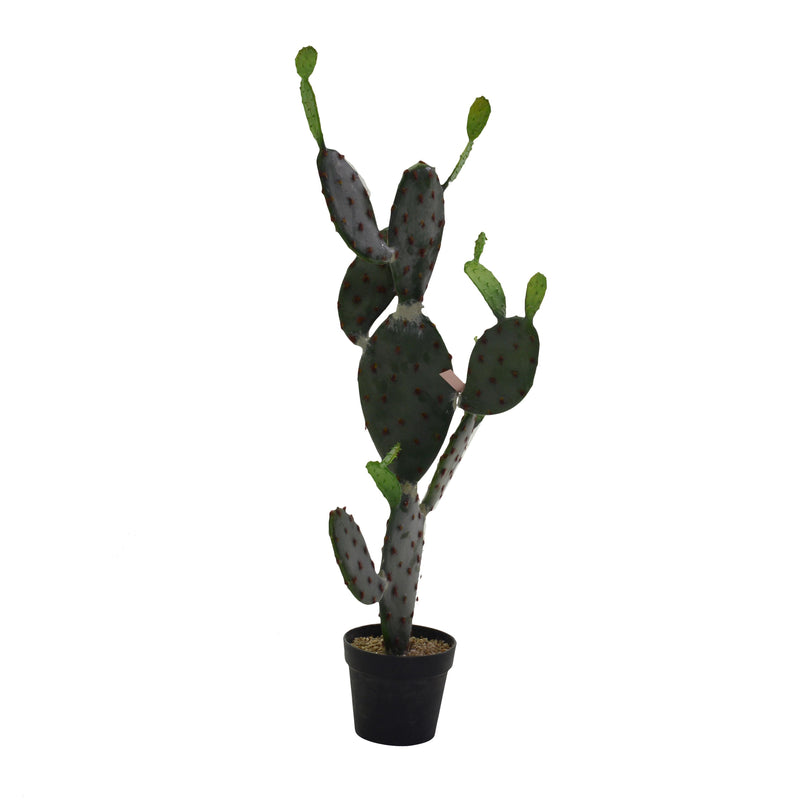 Pianta cactus con vaso nero cm 60x45xh119-1