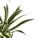 Dracena con 141 Foglie Artificiali Altezza 84 cm Verde-3