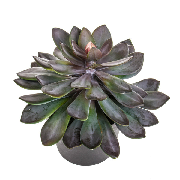 prezzo Plante Succulente Artificielle avec Pot Hauteur 28 cm Vert