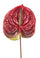 Lot de 6 Anthurium Fleurs Artificielles Hauteur 70 cm Rouge