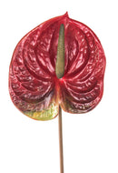 3 Fiori Artificiali di Anthurium Altezza 70 cm Rosso-1