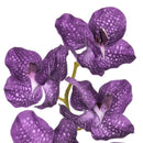 2 Orchidea Artificiali Vanda Altezza 100 cm Blu-3