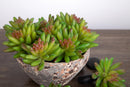 4 Crassula Cactus Artificiale Altezza 9 cm Verde-4