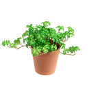 2 Piante di Pelargonium Artificiale in Vaso Composta da 3 Diramazioni Altezza 16 cm Verde-1