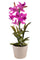 Orchidée artificielle avec vase Hauteur 43 cm Rose