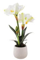 Amaryllis Artificiale con Vaso Altezza 64 cm Bianco-1