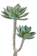 3 Succulent Artificiale a 2 Diramazioni Altezza 22 cm Grigio-1