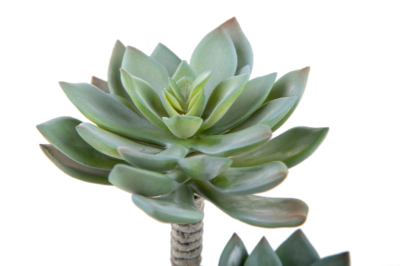 3 Succulent Artificiale a 2 Diramazioni Altezza 22 cm Grigio-2