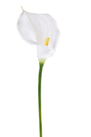 2 Fiori Artificiali di Callaaperta Altezza 66 cm Bianco-1