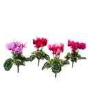 24 Mini Ciclamino Artificiali Composto da 7 Fiori Altezza 18 cm Multicolore-1