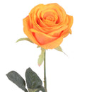 4 Rose Artificiali Aperta Altezza 74 cm Arancio-3