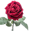 2 Rose Artificiali Victoria Altezza 65 cm Rosso-3