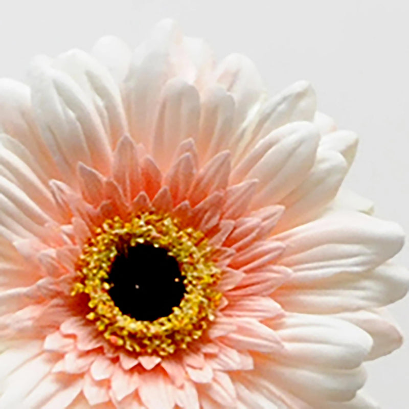 6 Fiori Artificiali di Gerbera Altezza 63 cm Rosa-3