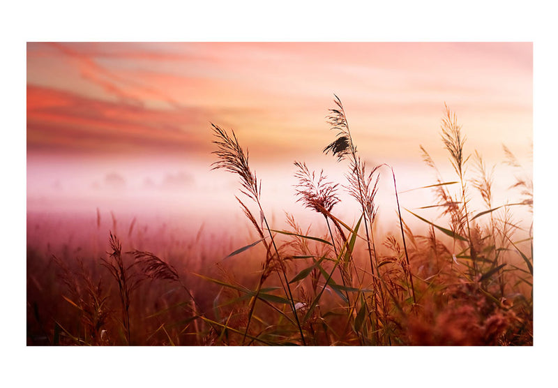 Carta da Parati Fotomurale - Prato di Campagna All'Alba 450x270 cm Erroi-2