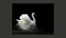 Fotomurale - Cigno Bianco e Nero 200X154 cm Carta da Parato Erroi-2