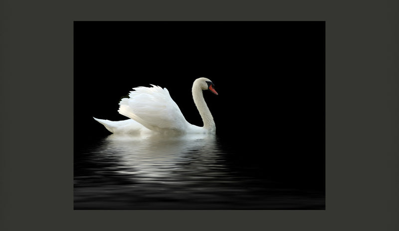 Fotomurale - Cigno Bianco e Nero 200X154 cm Carta da Parato Erroi-2