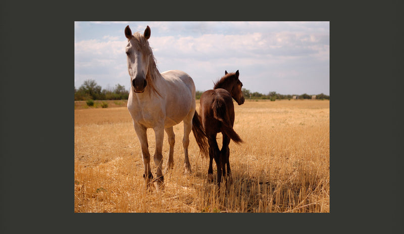 Fotomurale - Cavallo e Puledro 200X154 cm Carta da Parato Erroi-2