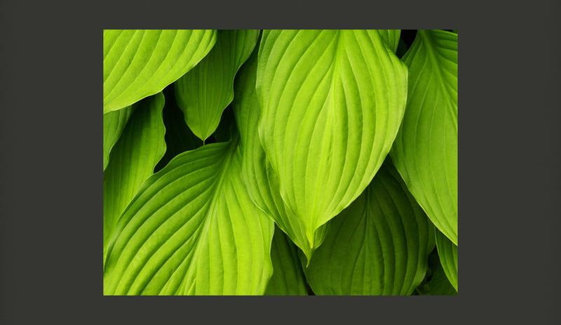 Fotomurale - Bright Green Leaves 200X154 cm Carta da Parato Erroi-2