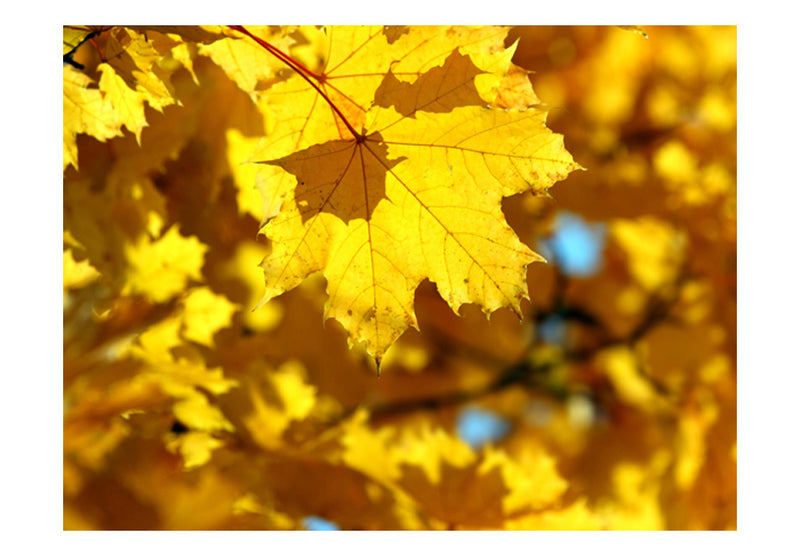 Carta da Parati Fotomurale - Sunlight On Leaves Of The Maple 200x154 cm Erroi-2