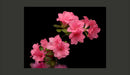 Fotomurale - Azalea in Black 200X154 cm Carta da Parato Erroi-2