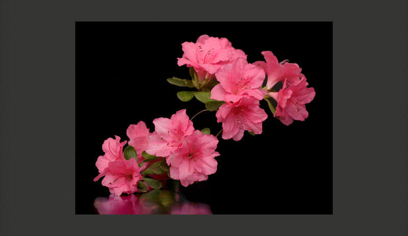 Fotomurale - Azalea in Black 200X154 cm Carta da Parato Erroi-2