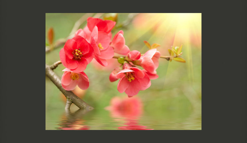 Fotomurale - Azalea Reflected in The Water 200X154 cm Carta da Parato Erroi-2