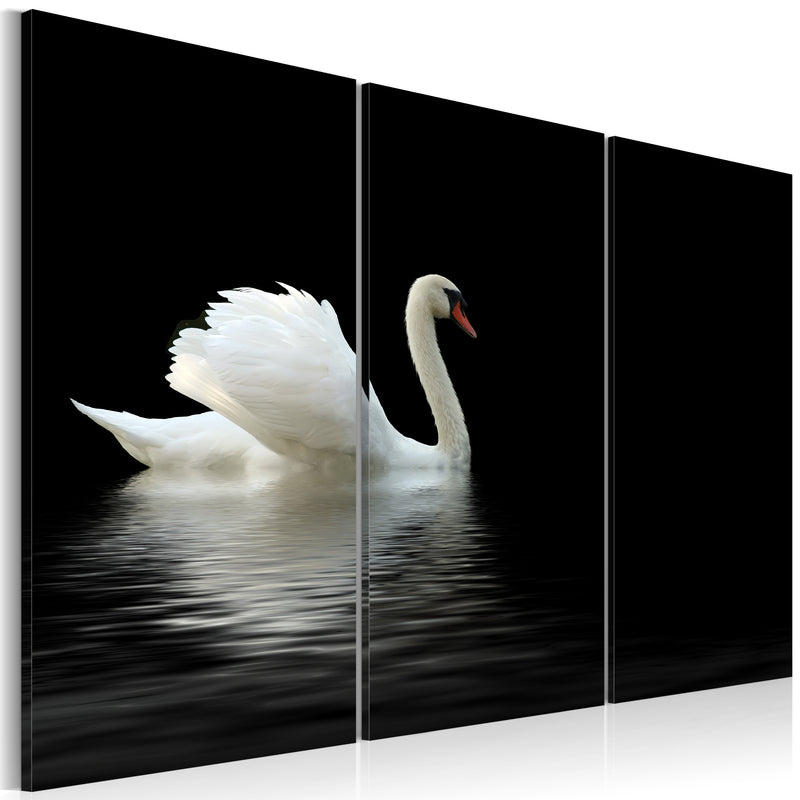 Quadro - Cigno Bianco Solitario 60x40cm Erroi-1