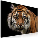 Quadro - Tigre Predatrice 60X40Cm Erroi-1