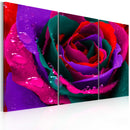 Quadro - Rosa Iridata 60X40Cm Erroi-1