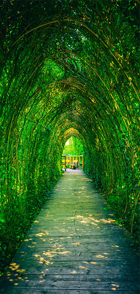 Carta da Parati Fotomurale per Porta - Green Corridor 70x210 cm Erroi-2