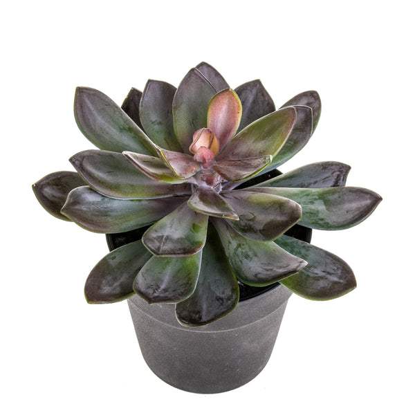 Plante succulente artificielle avec pot H 20 cm prezzo