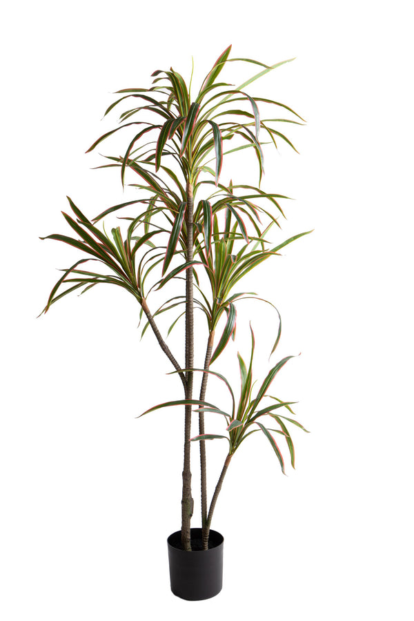 Plante artificielle Dracena marginata avec pot de 190 cm online