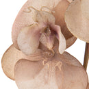 Set 6 Fiori Phalenopsis Br/Gold H81 cm Beige-3