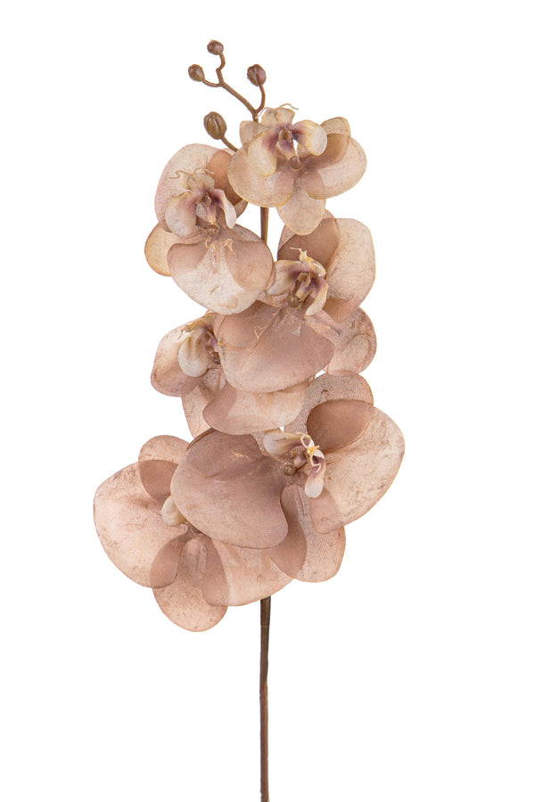 online Set 6 Fleurs Phalenopsis Br/Or H81 cm Beige